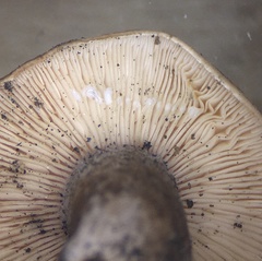 Lactarius mutabilis