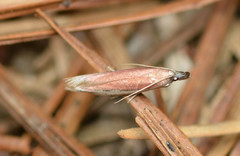 Tampa dimediatella