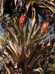 Tillandsia turneri