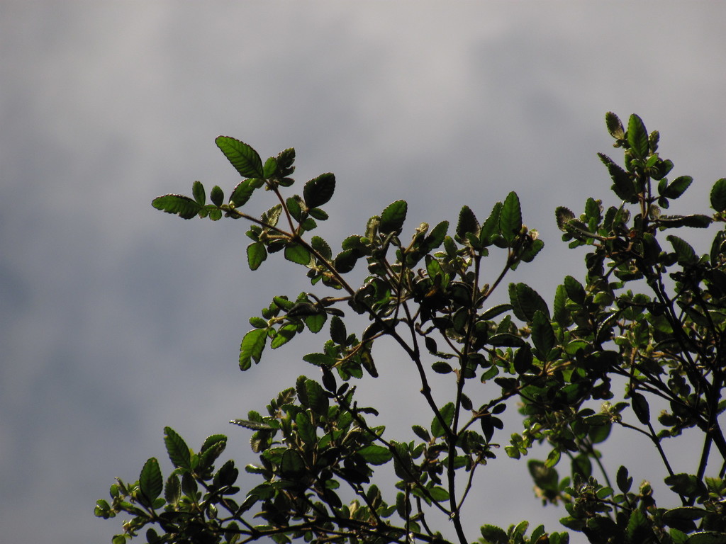 Weinmannia auriculata