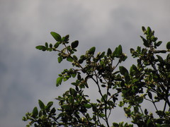 Weinmannia auriculata