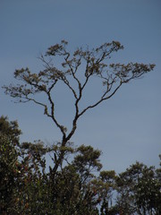 Weinmannia tomentosa