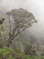 Weinmannia tomentosa