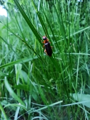 Cantharis nigricans