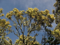 Weinmannia tomentosa
