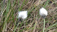 Eriophorum vaginatum