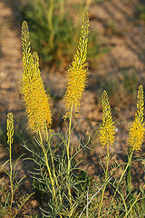 Stanleya pinnata