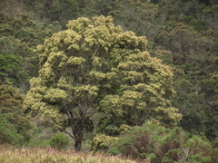 Weinmannia tomentosa