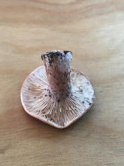 Lactarius mutabilis