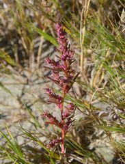 Suaeda calceoliformis
