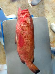 Epinephelus guttatus