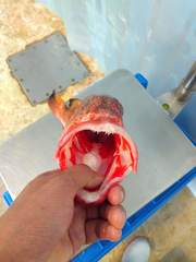 Epinephelus guttatus