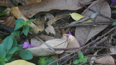 Hermeuptychia canthe