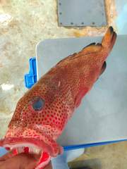 Epinephelus guttatus