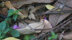 Hermeuptychia canthe