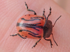 Calligrapha sigmoidea