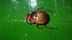 Hansreia affinis