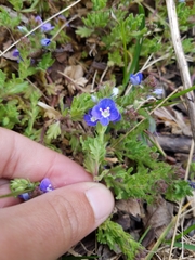 Veronica oltensis