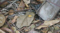 Synapte malitiosa