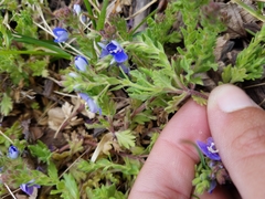 Veronica oltensis