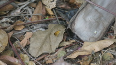 Synapte malitiosa