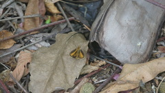 Synapte malitiosa