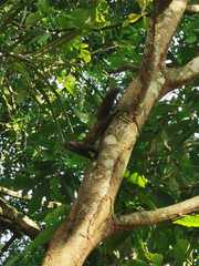 Sciurus variegatoides