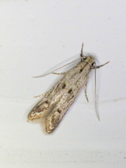 Blastodacna bicristatella