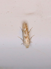 Cameraria hamadryadella