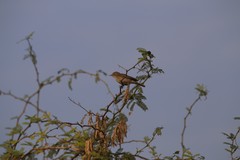 Acrocephalus dumetorum