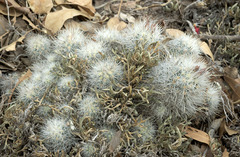 Escobaria organensis