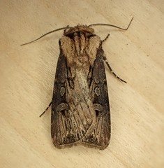 Agrotis volubilis