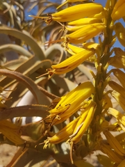 Crematogaster melanogaster