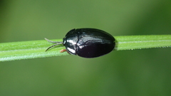 Imatidium acutangulum