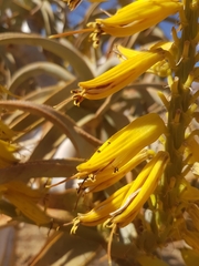 Crematogaster melanogaster