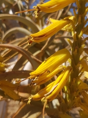 Crematogaster melanogaster