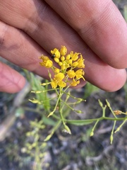 Rorippa amphibia
