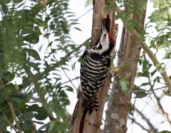 Dendrocopos analis
