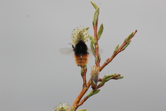 Bombus alpinus