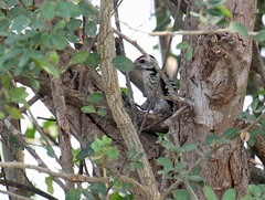 Dendrocopos analis