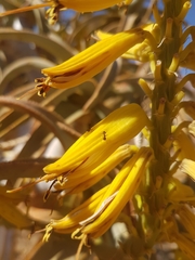 Crematogaster melanogaster