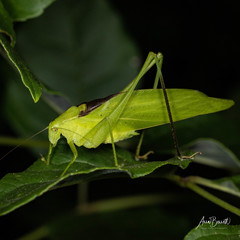 Amblycorypha parvipennis