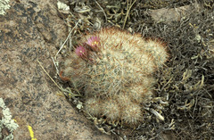 Escobaria organensis
