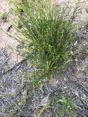 Crocanthemum aldersonii