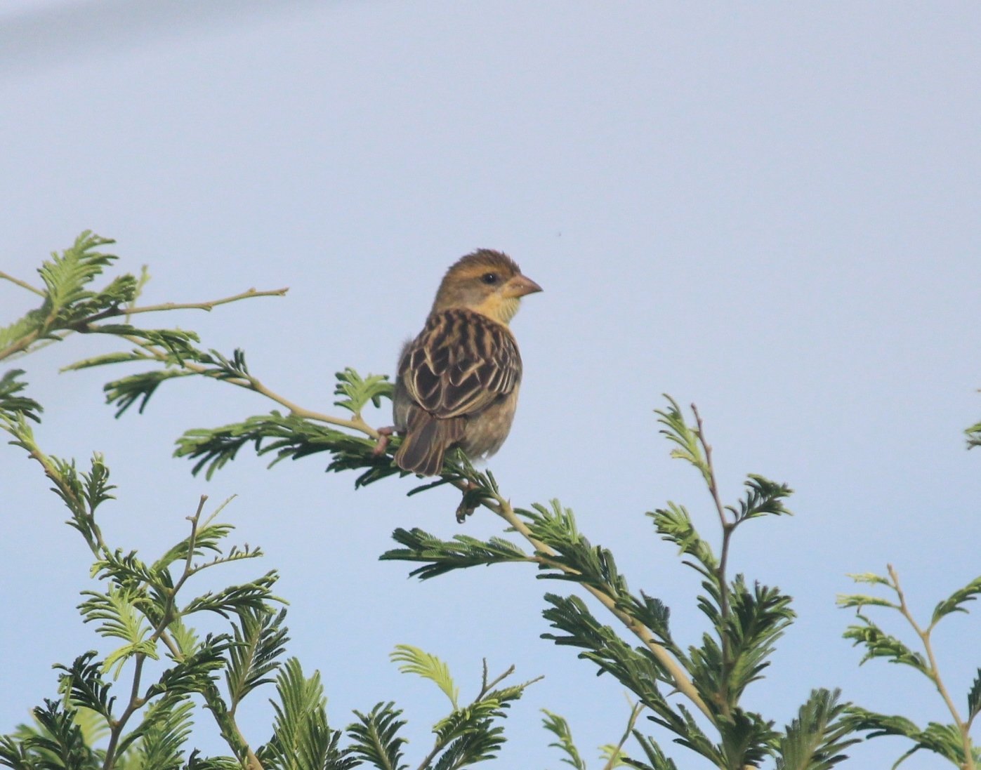 Baya Weaver