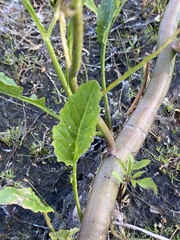 Rorippa amphibia