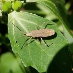 Chariesterus antennator