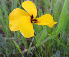 Viola douglasii
