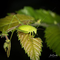 Amblycorypha parvipennis