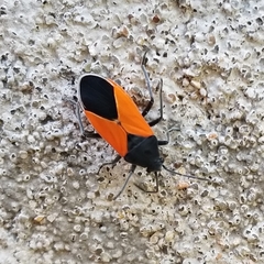 Melanopleurus bicolor